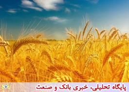 معامله 8 هزار تن گندم خوراکی در بورس کالای ایران
