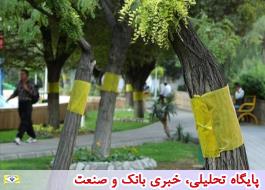 انتقاد یک گیاه شناس از تعویض نشدن چسب‌های زردرنگ درختان تهران