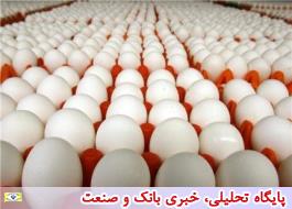 تصویب قیمت 10 هزار و 500 تومانی برای خرید هر شانه تخم‌مرغ در بازار مصرف