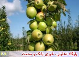 تولید سیب به 3.7 میلیون تن می‌رسد