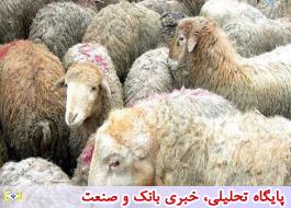فرانسه به بازار گوشت ایران هم وارد شد!/ واردات 13 هزار راس گوسفند فرانسوی