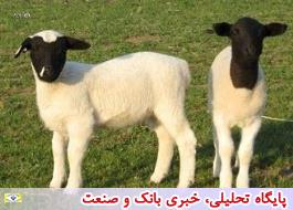 تبادل تجاری گوسفند و مرکبات میان مازندران و قزاقستان