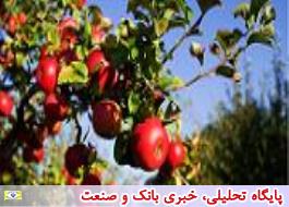 پیش بینی تولید بیش از 3 میلیون تن سیب در کشور