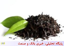 ضریب خوداتکایی چای در ایران به 22 درصد کاهش یافت