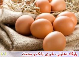 واردات تخم‌مرغ برای تامین نیاز کشور  اشتباه است