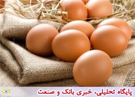 فروش تخم‌مرغ دولتی تزریق مسکن موقت به بازار است/ خسارت سنگین آنفولانزای فوق حاد پرندگان به کشور