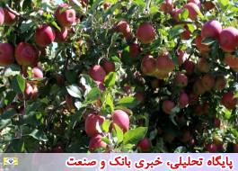 باغ سیب مهر شهرکرج یکی از بهترین باغ های نمونه کشور خواهد شد