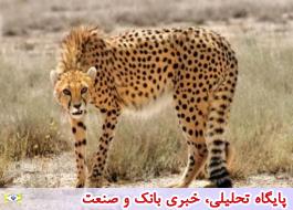 یوزپلنگ ایرانی برای بیدار ماندن به کمک نیاز دارد