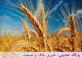 8 میلیون و 830 هزارتن گندم مازاد بر نیاز کشاورزان تاکنون خریداری شده است