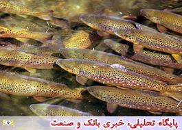 ماهی قزل آلای خال قرمز نماد تنوع زیستی در تهران
