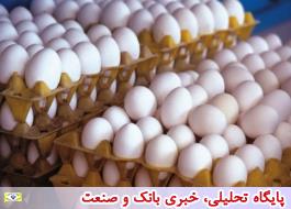 قیمت تخم مرغ پایین آمد/هشدار درباره شیوع مجدد آنفلوانزای پرندگان