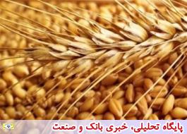 عرضه بیش از 34 هزار تن گندم در تالار محصولات کشاورزی