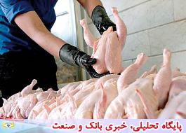 55 درصد مرغ کشور در تعاونی ها تولید می شود