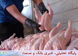 عرضه مرغ آماده طبخ 8800 تومان در بازار خرده فروشی