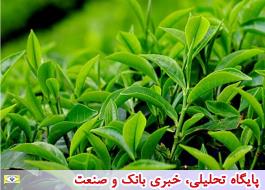 مصرف چای ایران حدود 110 هزار تن در سال