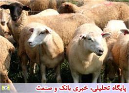 حاجی‌ها نگران تامین گوسفند قربانی نباشند