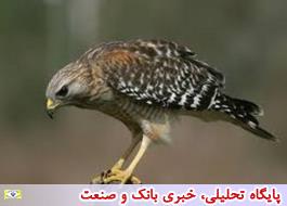 کشف بزرگترین محموله قاچاق پرنده چند دهه اخیر در بوشهر