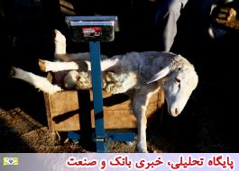 ورود 2 هزار راس گوسفند زنده از رومانی