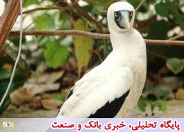 مشاهده دو گونه پرنده برای اولین بار در طبیعت بوشهر