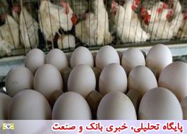 رشد 700 درصدی نرخ داروهای مرغ های تخم گذار/ احتمال افزایش قیمت یک شانه تخم مرغ به 130 هزار تومان