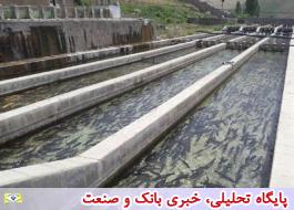 جلسات توسعه صادرات آبزیان بین اتاق ایران و سازمان شیلات برگزار می شود