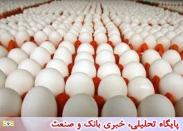 صادرات 180 هزار تن مرغ و تخم مرغ تا پایان سال