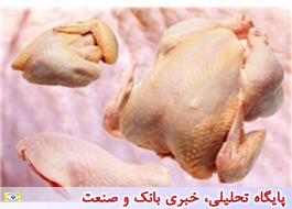 تداوم عرضه مرغ به قیمت مصوب در میادین و فروشگاه ها