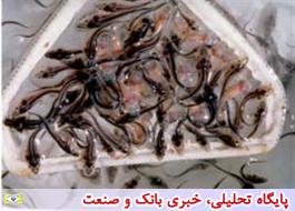 جلوگیری از خروج ارز با تولید بچه ماهی مقاوم قزل آلای رنگین کمان در جهاد دانشگاهی